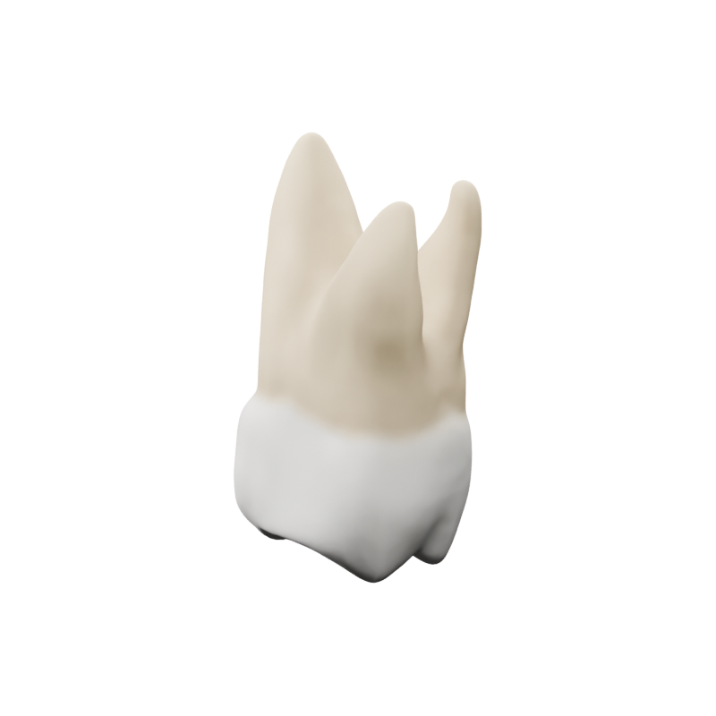 Интерактивен дентален 3D модел